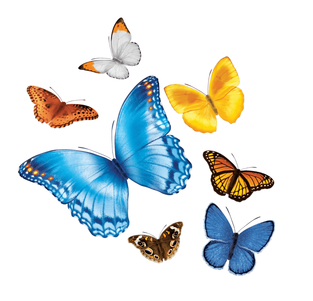 Butterflies